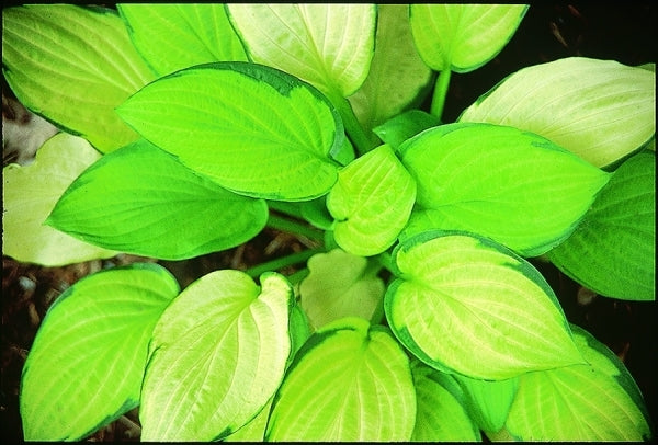 Image of Hosta 'Fan Dance'|Juniper Level Botanic Gdn, NC|JLBG