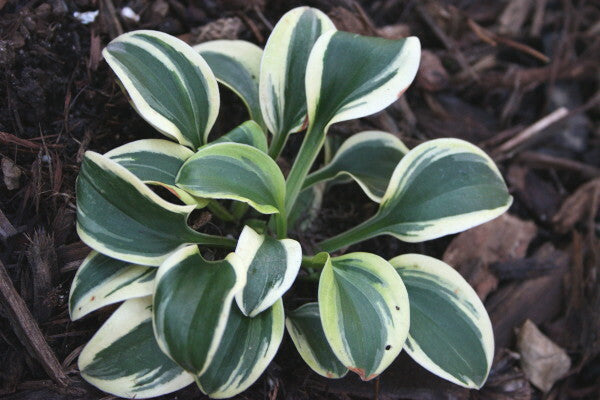 Image of Hosta 'Frosted Mouse Ears'|Juniper Level Botanic Gdn, NC|JLBG