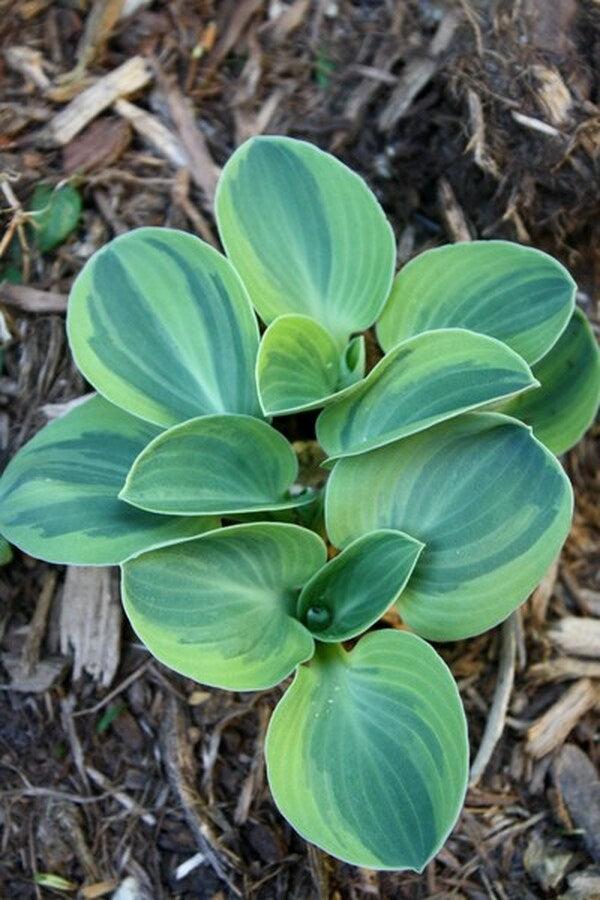Image of Hosta 'Frosted Mouse Ears'|Juniper Level Botanic Gdn, NC|JLBG