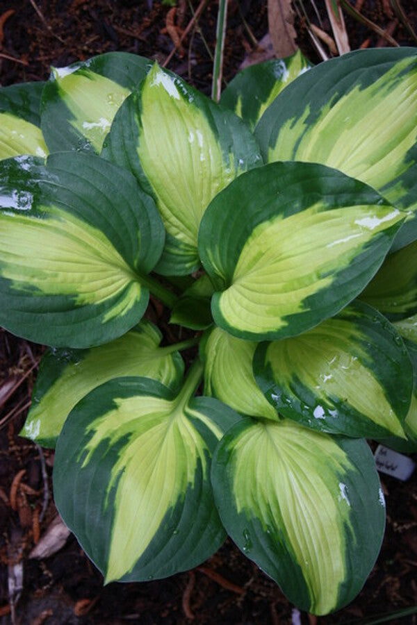 Image of Hosta 'Georgia Sweetheart'|Juniper Level Botanic Gdn, NC|JLBG