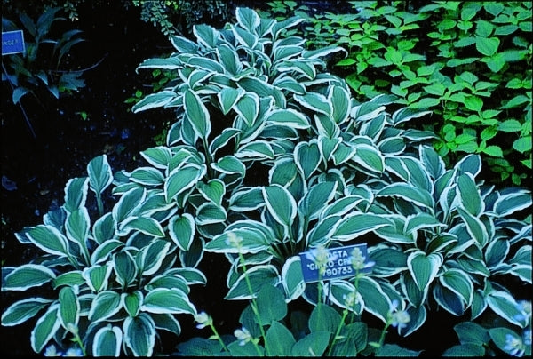 Image of Hosta 'Ginko Craig'|Minnesota Landscape Arboretum, MN|