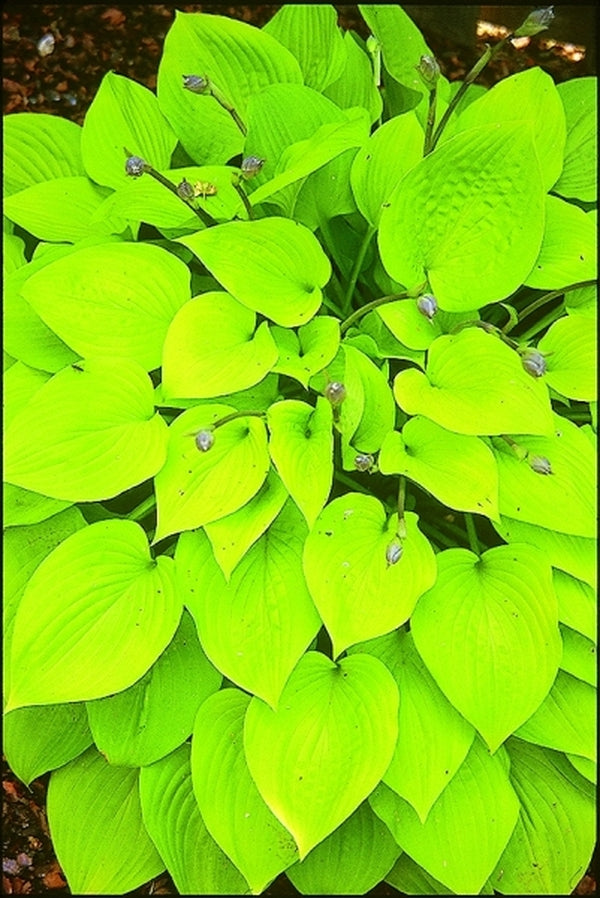 Image of Hosta 'Golden Empress'|Murphy Gdn, IN|
