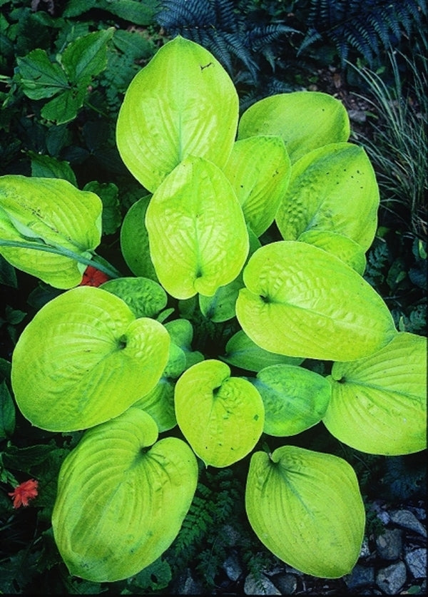 Image of Hosta 'Golden Friendship'|R. Herold Gdn, MA|
