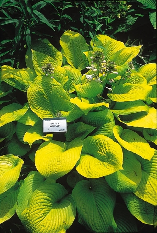 Image of Hosta 'Golden Waffles'|V. Wade Gdn, OH|