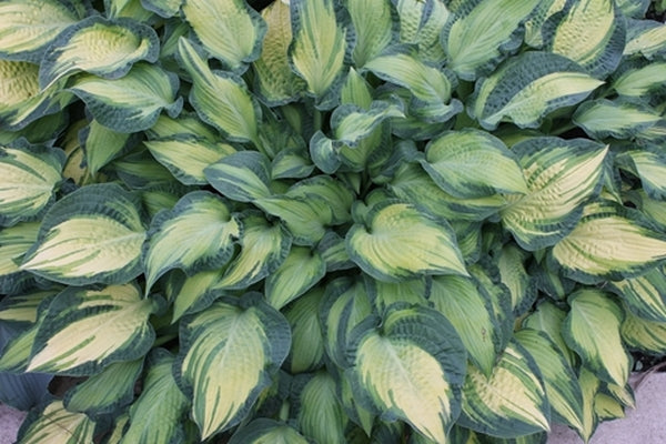 Image of Hosta 'Happy Dayz'|Walters Gardens, MI|