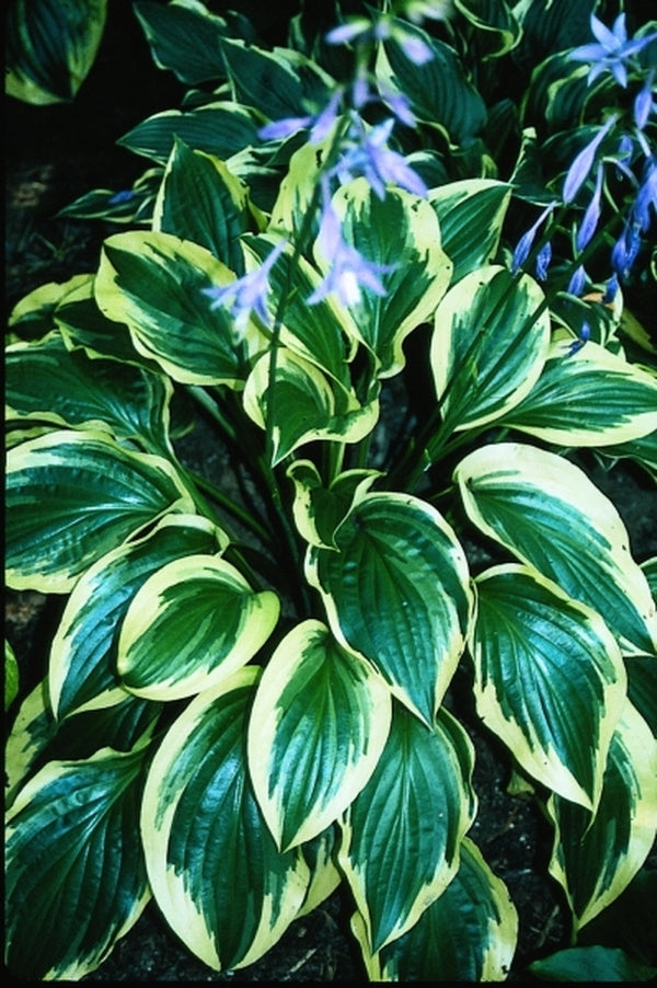 Image of Hosta 'Harpoon'|R. Herold Gdn, MA|