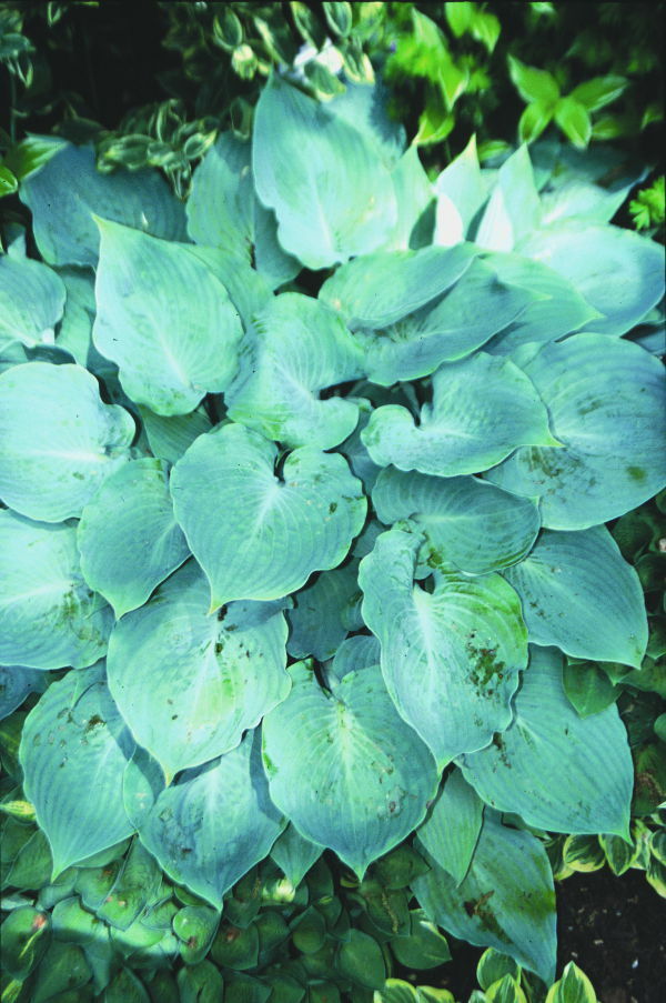 Image of Hosta 'High Tide'|H. Hansen Gdn, MN|