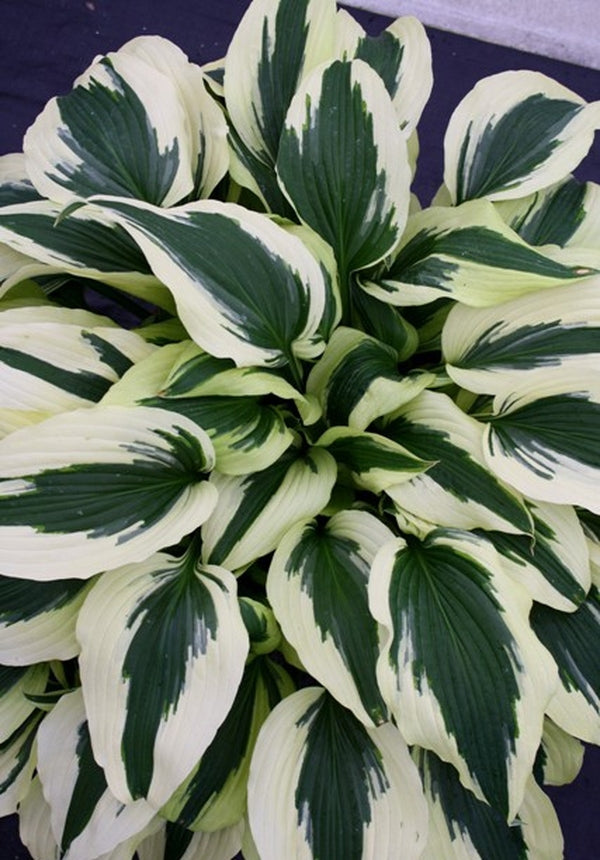 Image of Hosta 'Ice Follies' PPAF|Walters Gardens, MI|