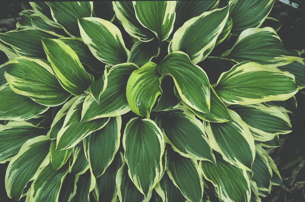Image of Hosta 'Iceberg'|Juniper Level Botanic Gdn, NC|JLBG