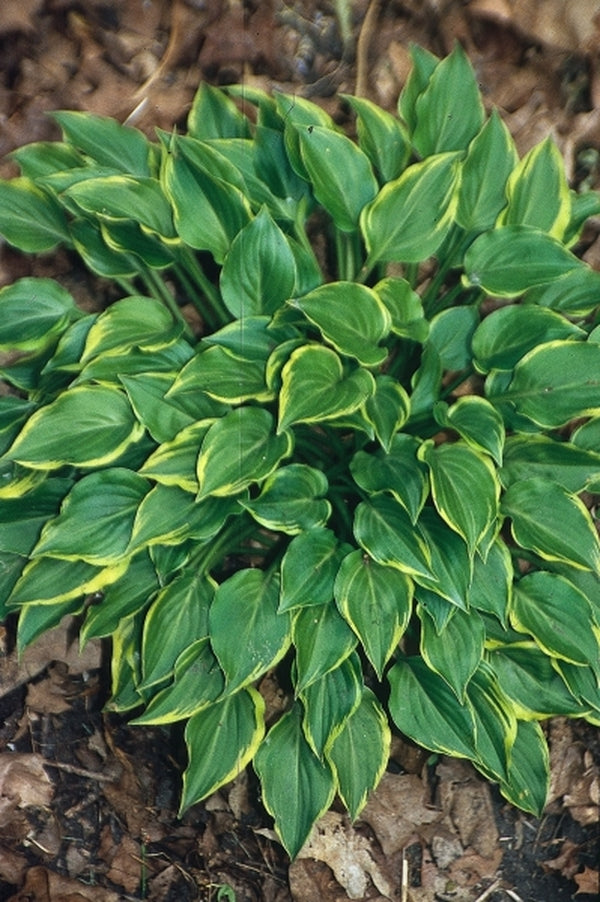 Image of Hosta 'Imp'|H. Hansen Gdn, MN|