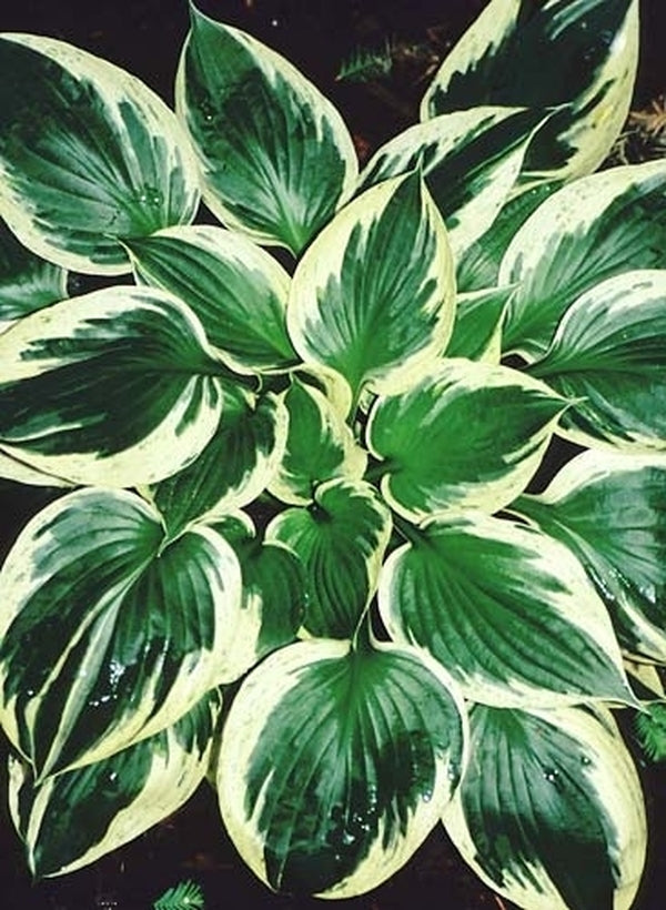 Image of Hosta 'Independence' PP 17,044|Juniper Level Botanic Gdn, NC|JLBG