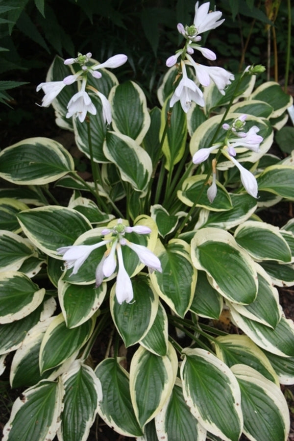 Image of Hosta 'Iron Gate Delight'|Juniper Level Botanic Gdn, NC|JLBG