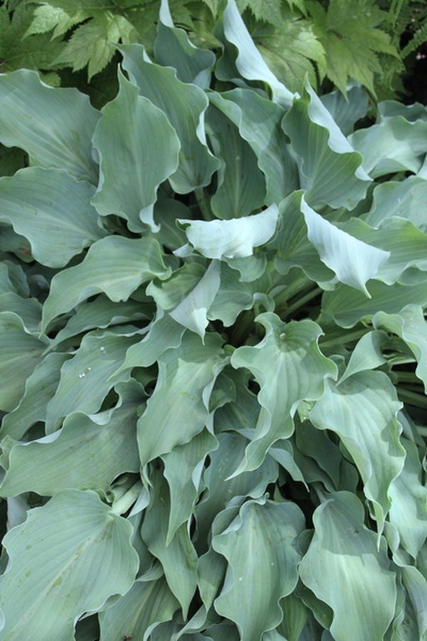 Image of Hosta 'Joy Ride' PPAF|H. Hansen Gdn, MI|
