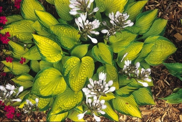 Image of Hosta 'Just So'|P. Stygall Gdn, IN|