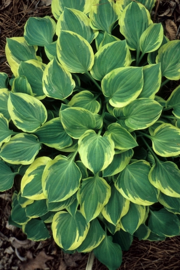 Image of Hosta 'Keepsake'|Juniper Level Botanic Gdn, NC|JLBG