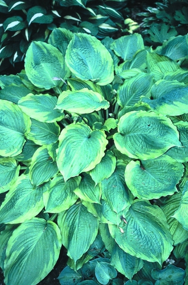 Image of Hosta 'Key Lime Pie'|H. Hansen Gdn, MN|H. Hansen