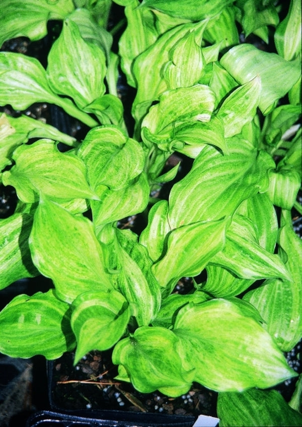 Image of Hosta 'Korean Snow'|Juniper Level Botanic Gdn, NC|JLBG