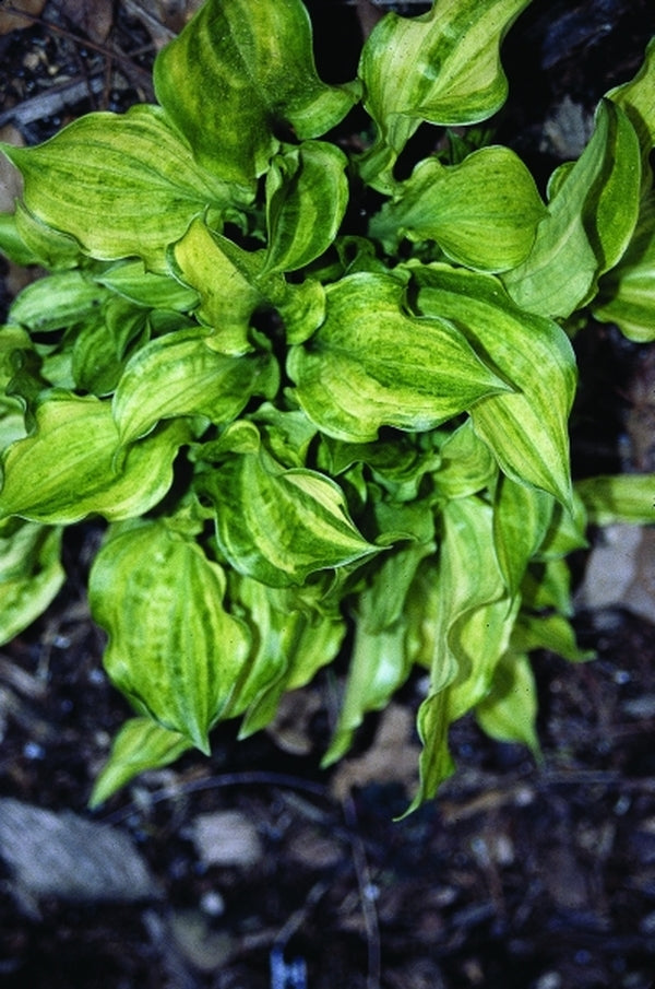 Image of Hosta 'Korean Snow'|Juniper Level Botanic Gdn, NC|JLBG