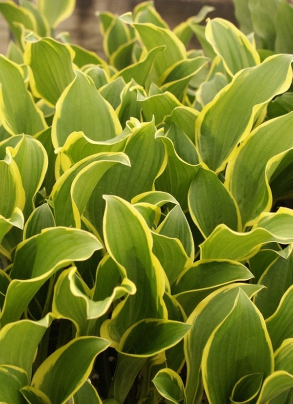 Image of Hosta 'Koriyama'|Juniper Level Botanic Gdn, NC|JLBG