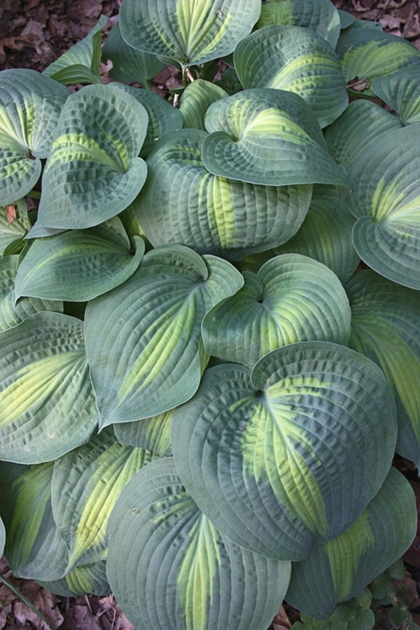 Image of Hosta 'Lakeside Shore Master'|H. Hansen Gdn, MI|