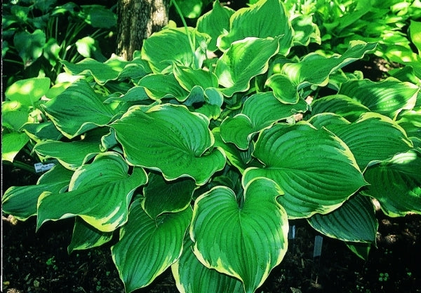 Image of Hosta 'Leading Lady'|J. Wilkins Gdn, MI|