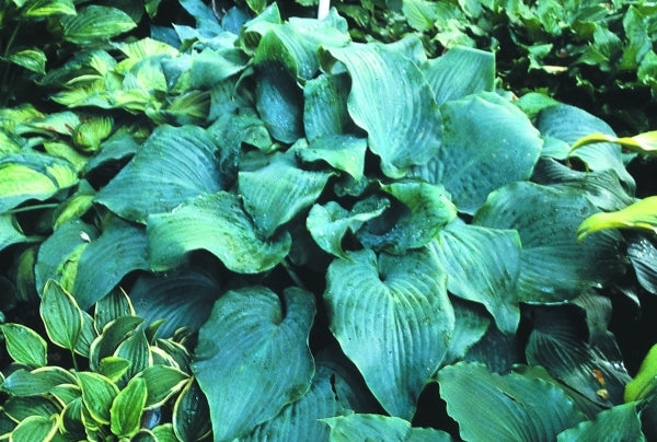 Image of Hosta 'Lederhosen'|H. Hansen Gdn, MN|H. Hansen