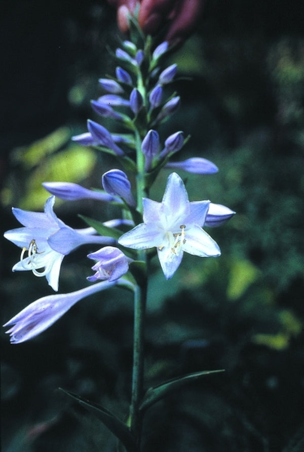 Image of Hosta 'Lederhosen'|H. Hansen Gdn, MN|H. Hansen