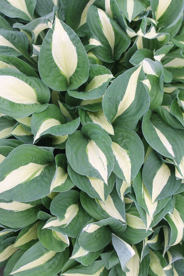 Image of Hosta 'Lemon Juice'||