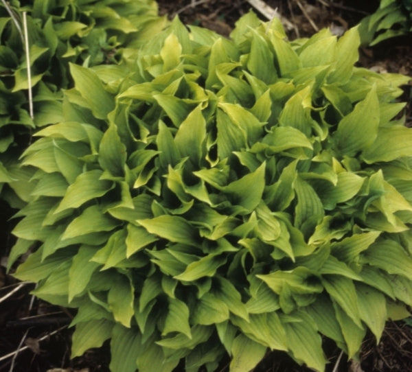 Image of Hosta 'Lemon Lime'|H. Hansen Gdn, MN|H. Hansen