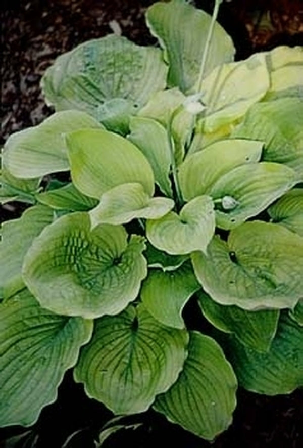 Image of Hosta 'Lemon Meringue'|Illinois Community College, IL|