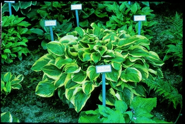 Image of Hosta 'Leola Fraim'|D. Ward Gdn, OH|