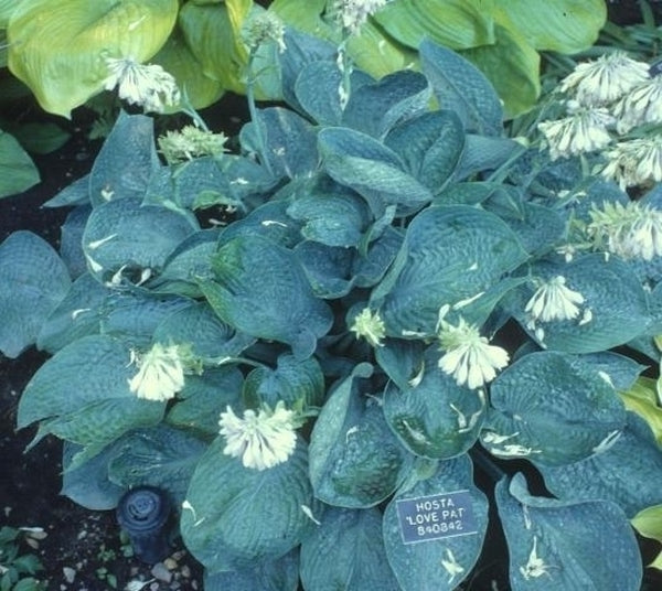 Image of Hosta 'Love Pat'|Minnesota Landscape Arboretum, MN|
