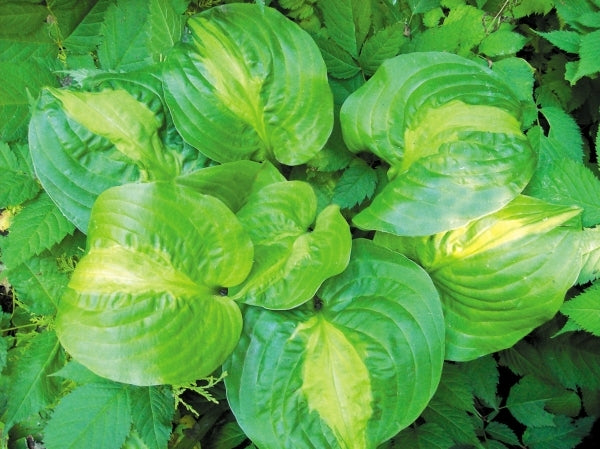 Image of Hosta 'Mango Tango'|H. Hansen Gdn, MN|H. Hansen