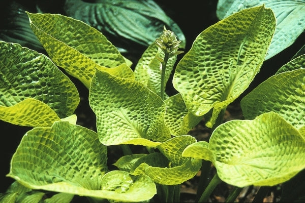 Image of Hosta 'Midas Touch'|Indiana Gdn|