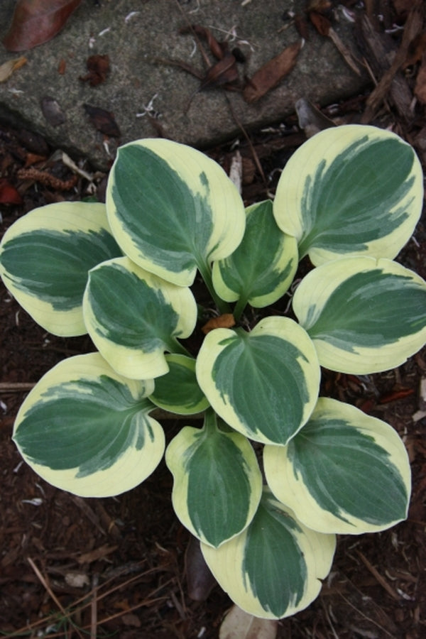 Image of Hosta 'Mighty Mouse'|Juniper Level Botanic Gdn, NC|JLBG