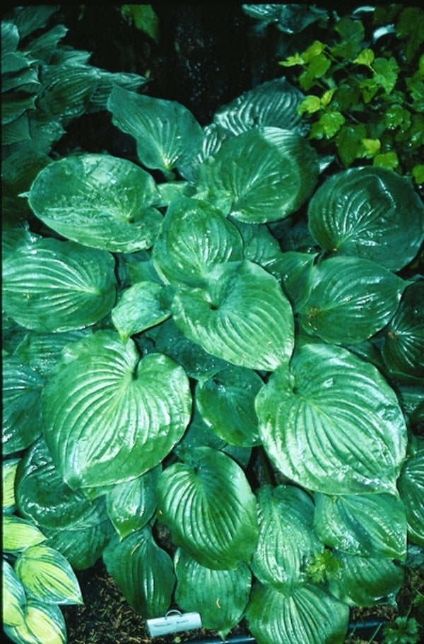 Image of Hosta 'Moonlight Sonata'|D. Dean Gdn, MN|