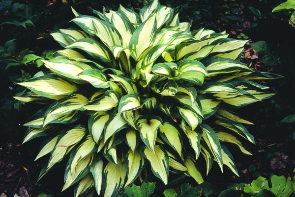 Image of Hosta 'Moonstruck'|H. Hansen Gdn, MN|H. Hansen