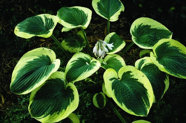 Image of Hosta 'Mount Tom'|P. Stygall Gdn, IN|