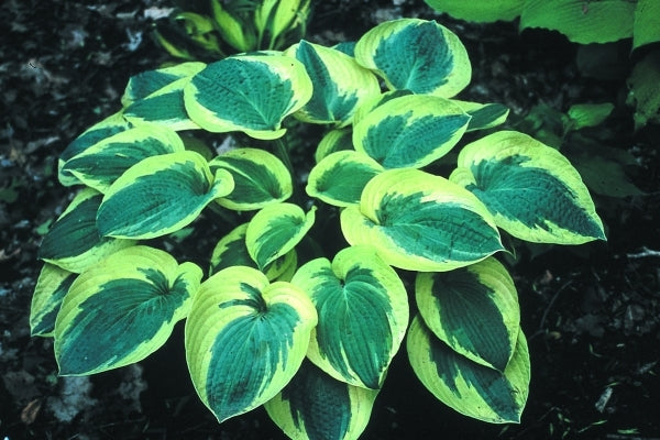 Image of Hosta 'Mount Tom'|H. Hansen Gdn, MN|H. Hansen