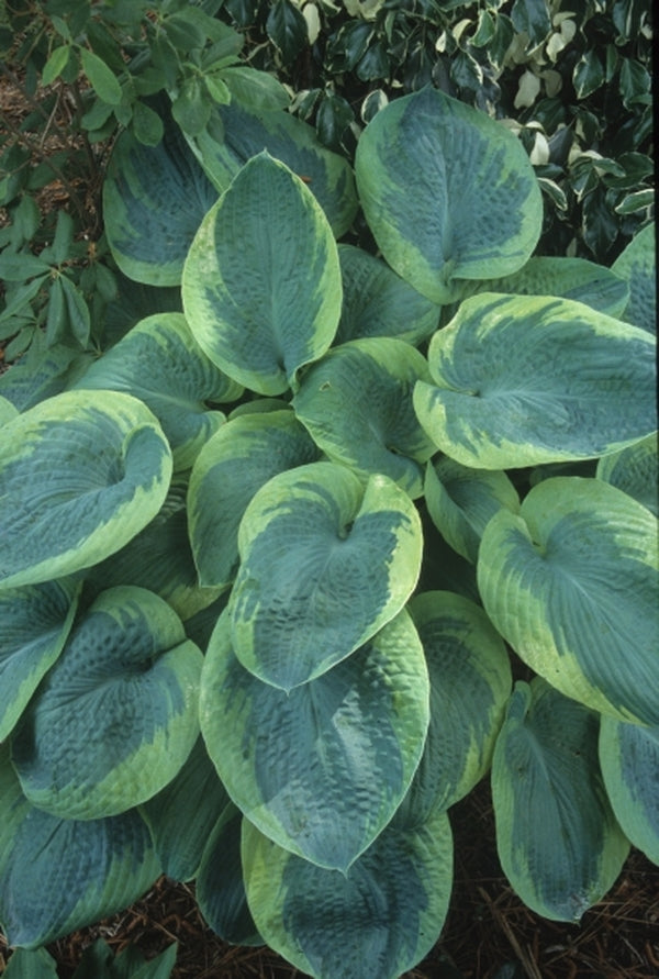 Image of Hosta 'Olive Bailey Langdon'|Juniper Level Botanic Gdn, NC|JLBG