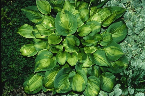 Image of Hosta 'Olive Branch'|D. Dean Gdn, MN|