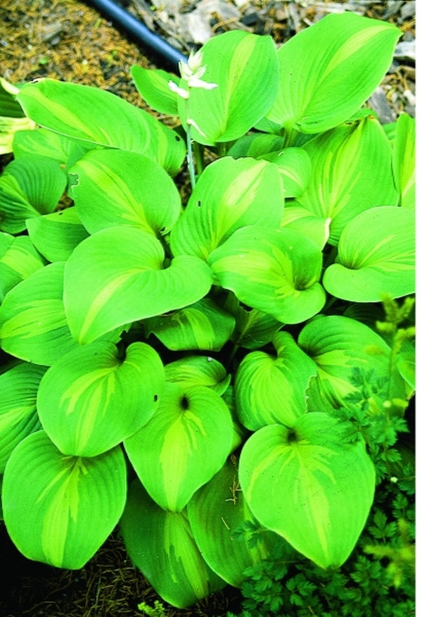 Image of Hosta 'Olive Branch'|D. Dean Gdn, MN|