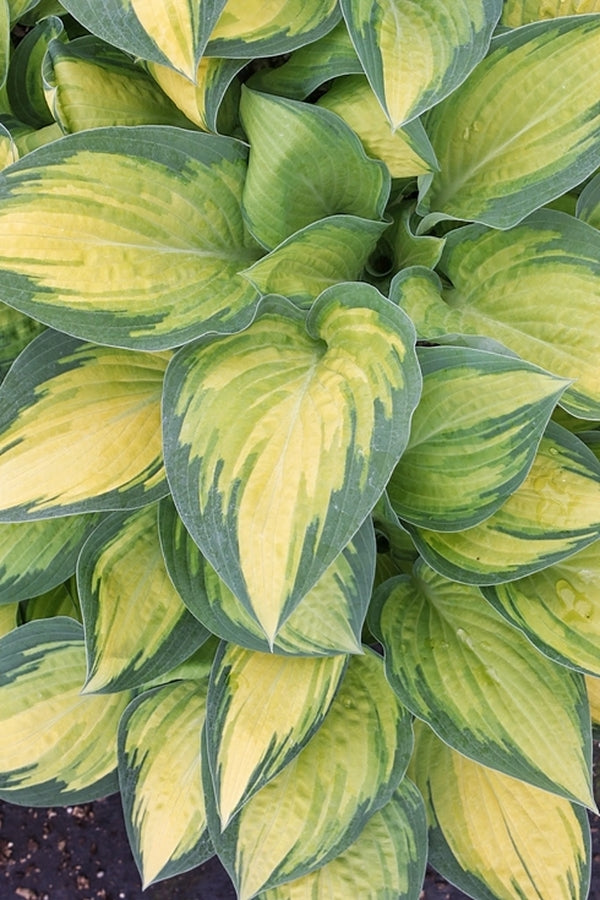 Image of Hosta 'Orange Marmalade' PP 16,742|Juniper Level Botanic Gdn, NC|JLBG