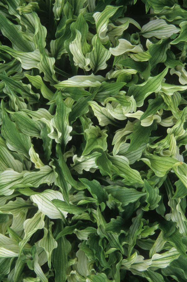 Image of Hosta 'Out House Delight'|Juniper Level Botanic Gdn, NC|JLBG