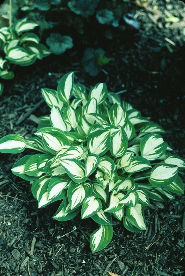 Image of Hosta 'Pandora's Box'|H. Hansen Gdn, MN|