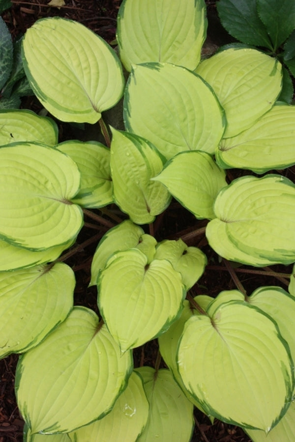 Image of Hosta 'Paradise Island' PP 20,798|Juniper Level Botanic Gdn, NC|JLBG