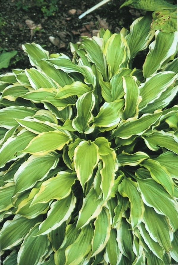 Image of Hosta 'Peedee Laughing River'|V. Wade Gdn, OH|