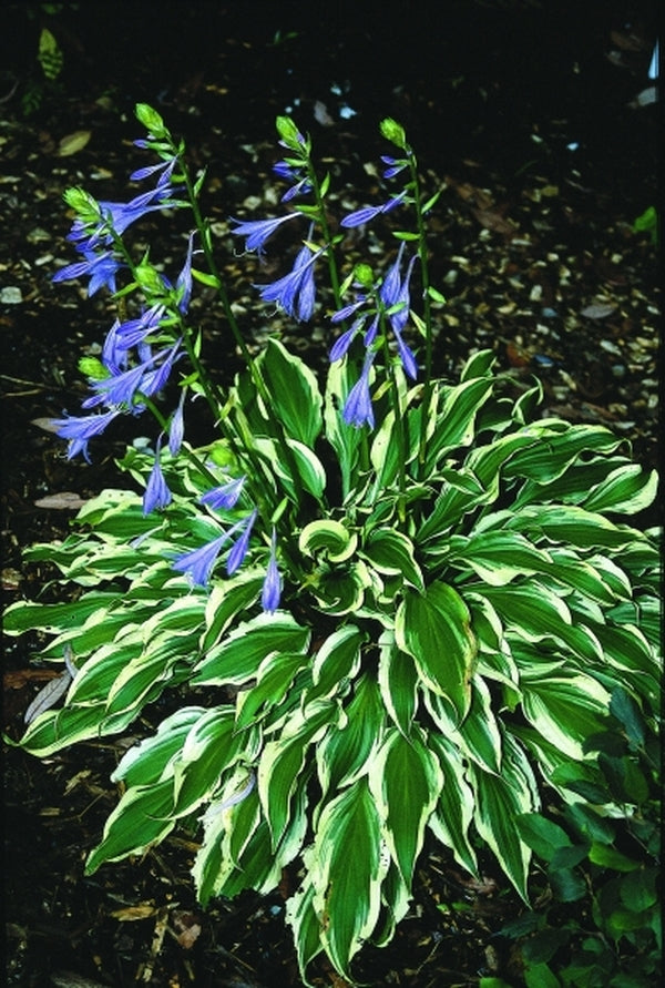 Image of Hosta 'Peedee Laughing River'|Juniper Level Botanic Gdn, NC|JLBG