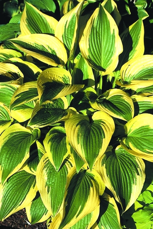 Image of Hosta 'Percy'|A. Wilson Gdn, IA|