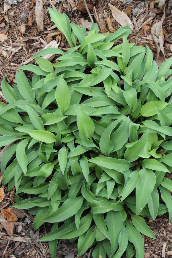 Image of Hosta 'Pixie Dancer'taken at Juniper Level Botanic Gdn, NC by JLBG